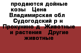 продаются дойные козы › Цена ­ 3 000 - Владимирская обл., Судогодский р-н, Прокунино д. Животные и растения » Другие животные   